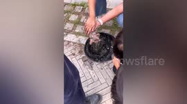 Resident adopts stray kitten after it was rescued from river in China