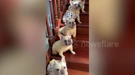 Six pet French Bulldogs line up on stairs for adorable video