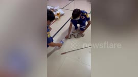 Terrified postal workers find highly venomous snake inside parcel in Thailand