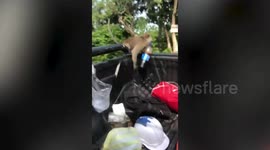 Hungry monkey steals fizzy soda drink from moving truck