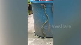 Housewife finds snake trying to swallow baby gecko in her garden