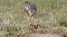Lizard playing dead makes great escape as soon as hawk loosens grip