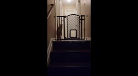 Cat yells thinking he is trapped behind gate despite standing next to hole