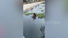 Hero workers save stray dog trapped in dirty canal using backhoe in Vietnam