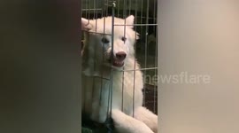 Charming pet Siberian Husky shows off handsome smile to owner