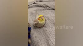 Cockatiel shows off its beatboxing skills in cute 'self-written' composition