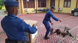 Indonesian Air and Water Police Officers Reveal Endemic Wildlife Trade Network Overseas
