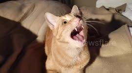 Cat chirping,  Cackling,  twittering or chattering. Cackle, Chirp, and Chatter