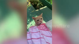Pet cat stranded on roof rescued using blanket in the Philippines