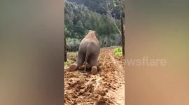 Playful elephant slides down muddy hill on its knees after rain in Thailand