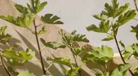 Can you spot the wild chameleon? Cool reptile found in Spanish garden