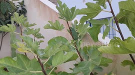 Gone with the wind: Chameleon dramatically clings to branch amid heavy winds in southern Spain