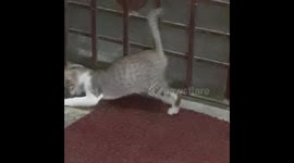 Cute kitten crazy playing with plastic thread in house , funny cat