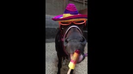 Horse enjoying ice lolly to cool down in the heat