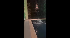Funny cat attempts extremely long jump across pool and ends up in water
