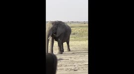 Hold your breath when an elephant decides to pass our open Safari Vehicle at One Meter distance at the Chobe River Front in Botswana!
