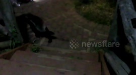 A honey badger jumped up on to Lourens Van Den Heuvel's dinner table and started eating scraps of food mere metres away from him and his family in Kruger National Park