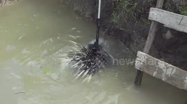 Drowning porcupine flares quills despite team's efforts to rescue it in India