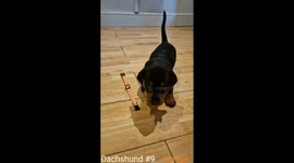 Watch these 9 adorable dachshund puppies choose their own coloured collars