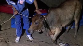 Calf stuck in muddy pond rescued in Thailand