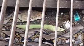 Villagers find massive 10ft python crawling through storm drain near busy market in Thailand