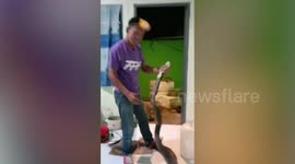 Deadly 8ft-long king cobra sparks panic after chasing mouse into family's home in Thailand