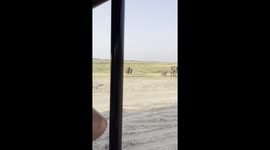 Safari goers 'hold their breaths' as elephant herd passes by within touching distance