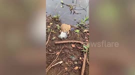 Pet frog proudly shows off fish it caught in pond to owner