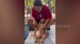 Spoiled pet retriever puppy lulled to sleep during bath time