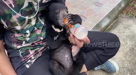 Adorable bear cub without mum drinks milk on park ranger's lap
