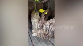 Cute moment dozy sloth falls asleep while eating corn on cob