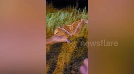 Tourists hold giant Atlas moth with wings larger than their hands