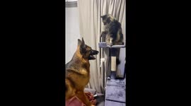 German shepherd's attempts to topple cat's tower leads several hits to the snout