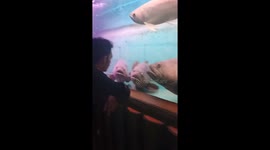 Funny moment three big fish intensely listen to man with their mouths open