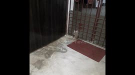 Cute baby kitten  playing with thread in India ,funny cat play thread