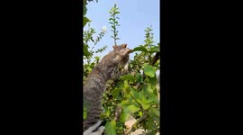 Two beautiful cat playing in  tree , Funny Kitten playing in Tree