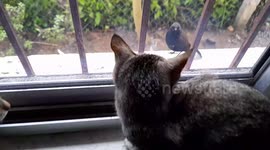 Two kitten watching bird window  in India ,  Cats Looking Out The Window, Two Cats. One Window.