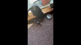 Go fish! Smart cat puts toy fish in water bowl for a swim