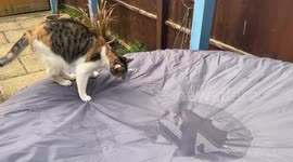 Testing the water, our cat is unsure of the pool of water, but she has a go