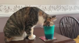 Thirsty work being a cat so she drinks water from a cup ….nice