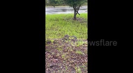 Hurricane Ian doesn’t stop squirrel business in Deltona, FL, USA