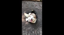 Our smug Alaskan Malamute dog named Fish loves cool creature comforts