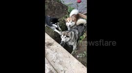 Rough and tumble Alaskan Malamutes Mama Sojou with her baby Dotty and uncle Fish wrestling for fun