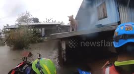 Rescue team gives food to dog stuck on roof as Typhoon Noru floods Thailand