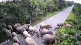 Wild elephant herd triggers road closure after blocking highway in east Thailand