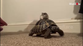 Tortoise loves being silly and giving its hamster buddy a ride on its shell