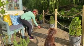 These dogs have been trained to fetch beer and gin for their owners