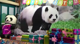 Panda celebrates 21st birthday with veggie and shaved ice cake at zoo in Thailand