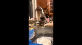 Adorable kitten is fascinated with running sink water, tries to drink it