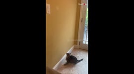 Determined kitten keeps jumping high on wall to catch flashlight beam